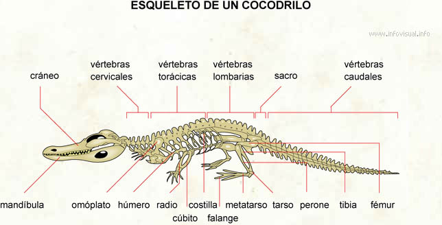 Cocodrilo (Diccionario visual)